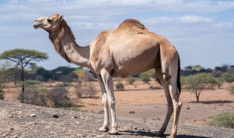 Adult Male Camel