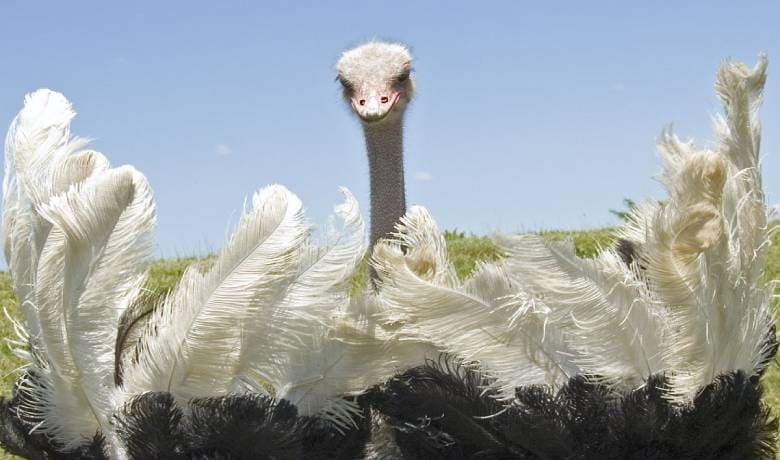 Ostrich Encounter at Omar Farms