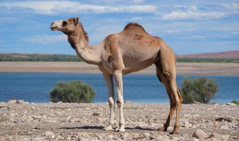 Young Male Camel