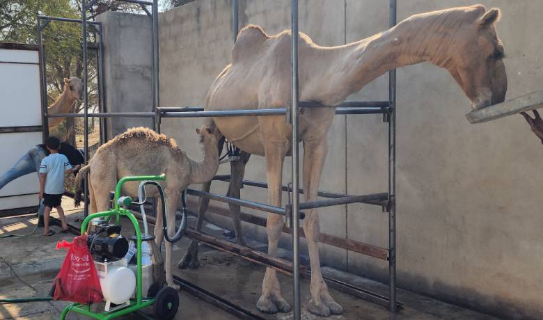 Camel Dairy Visit at Omar Farms