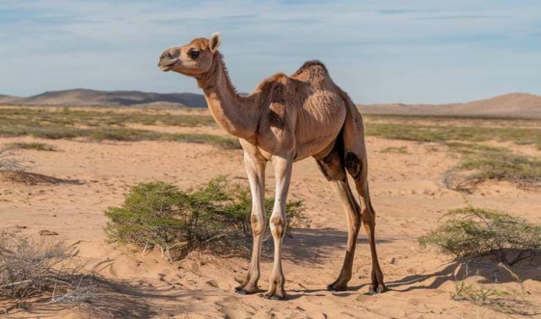 1-Year-Old Calf Born in Zambia