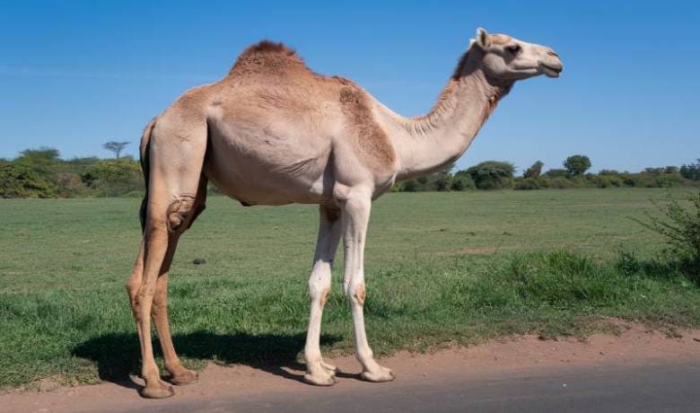 Young Female Camel from Kenyan Race