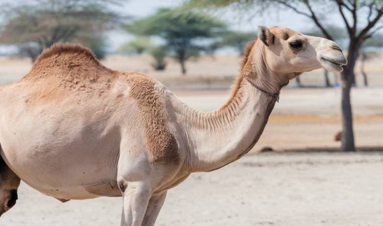 Adult Female Camel from Kenyan Race