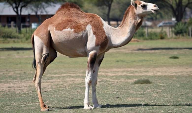 Pregnant Female Camel at Omar Farms