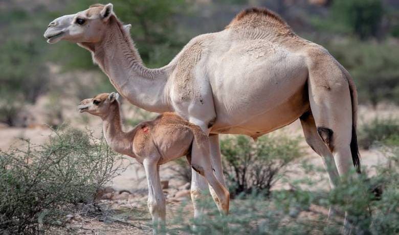 Camel Mom with Her Baby Calf