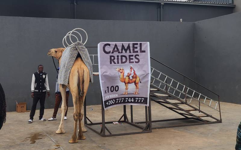 Trained Camel for Riding at Omar Farms