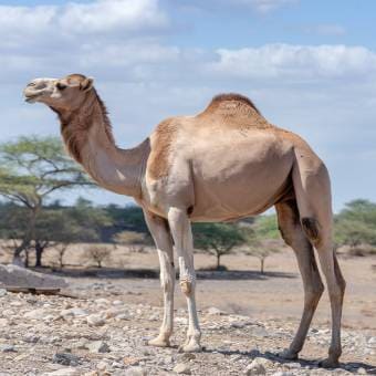 Kenyan Camel