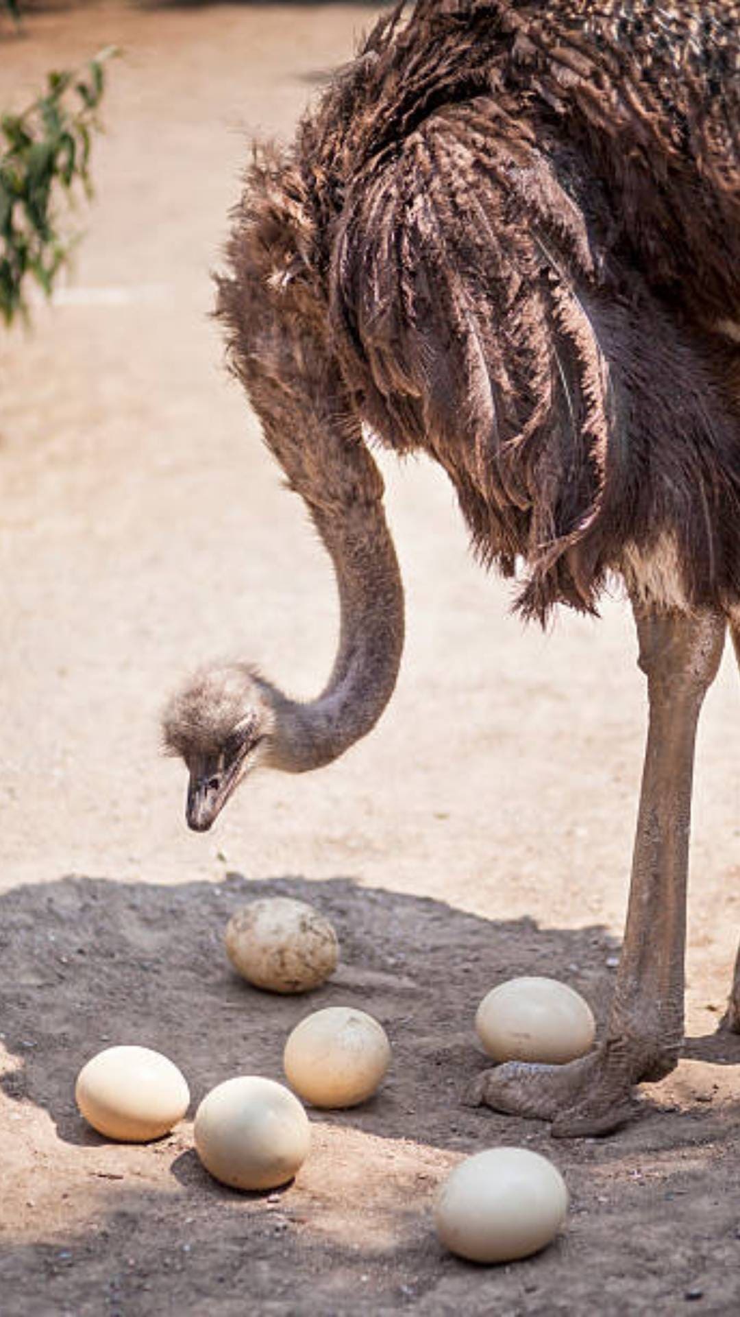 Ostrich Encounter Experience