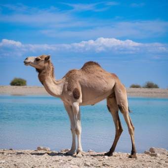 Kenyan Young Male Camel