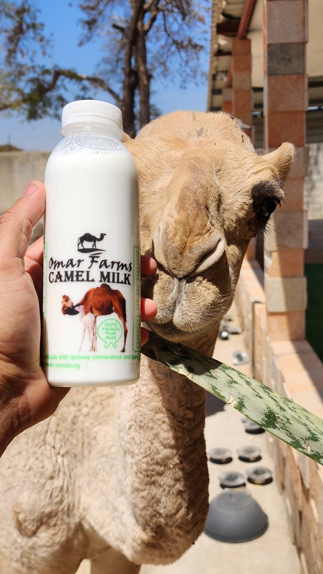 Camel Milking at Omar Farms