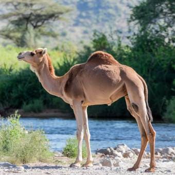 Mother Milk Young Female Camel