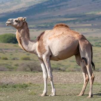 Healthy Pregnant Camel