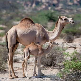 Camel Mom and Baby Calf