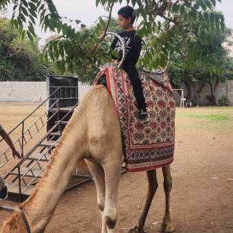 Trained Camel for Tourism