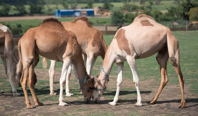 Mashallah Resort at Omar Farms