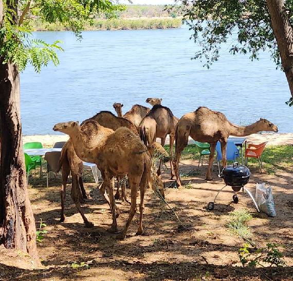 Camel Encounter at Omar Farms